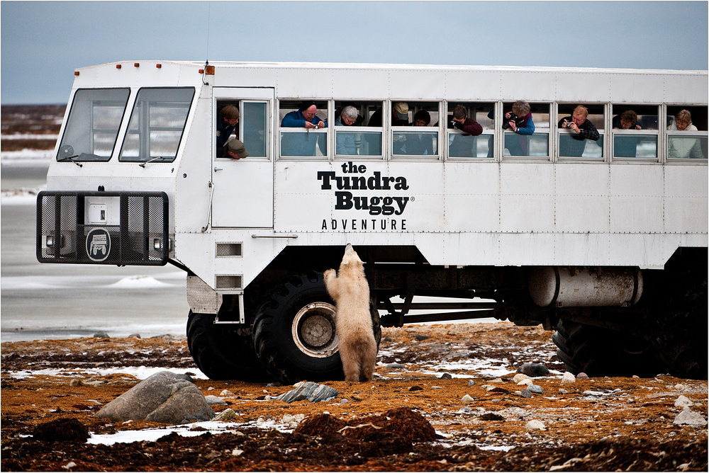 [ Tundra Buggy Adventure ]