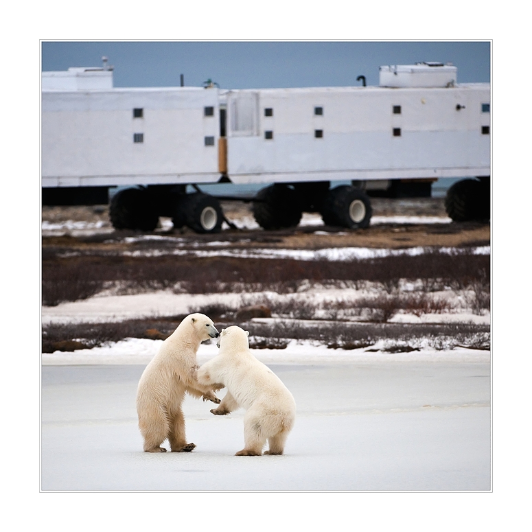 [ Tundra Buggy Lodge ]