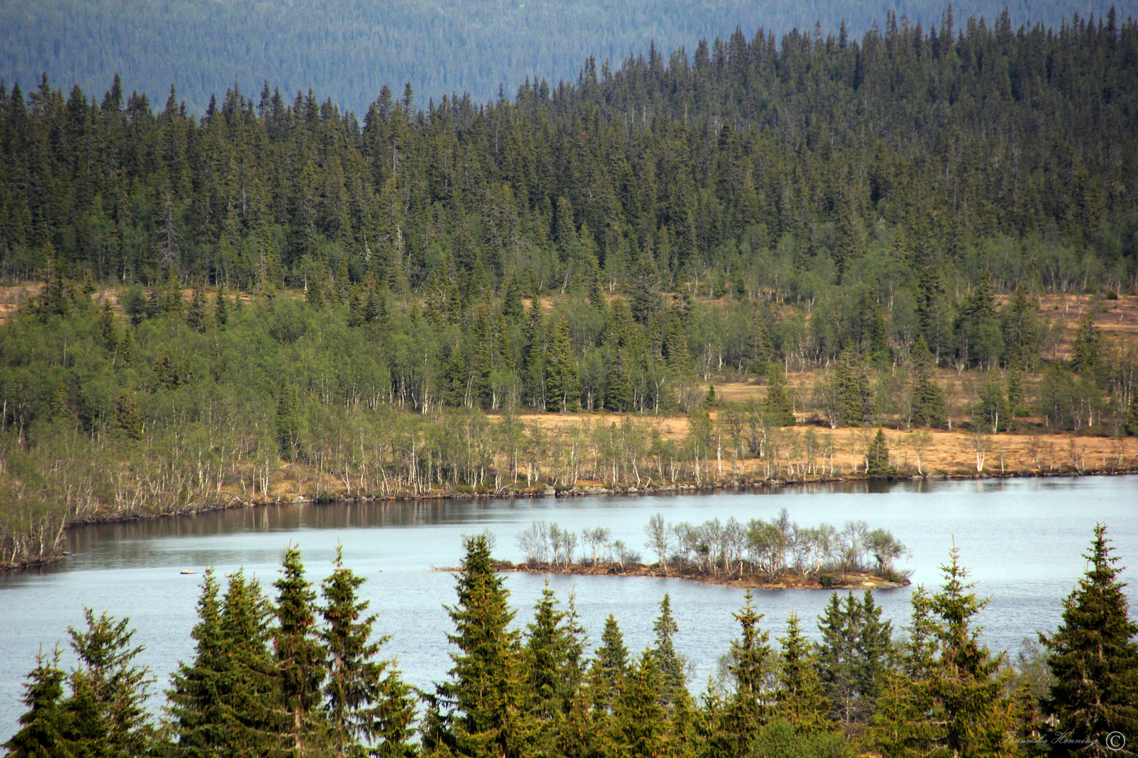 Tundra Forest