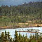 Tundra Forest