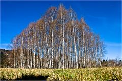 Tundra in Oberbayern