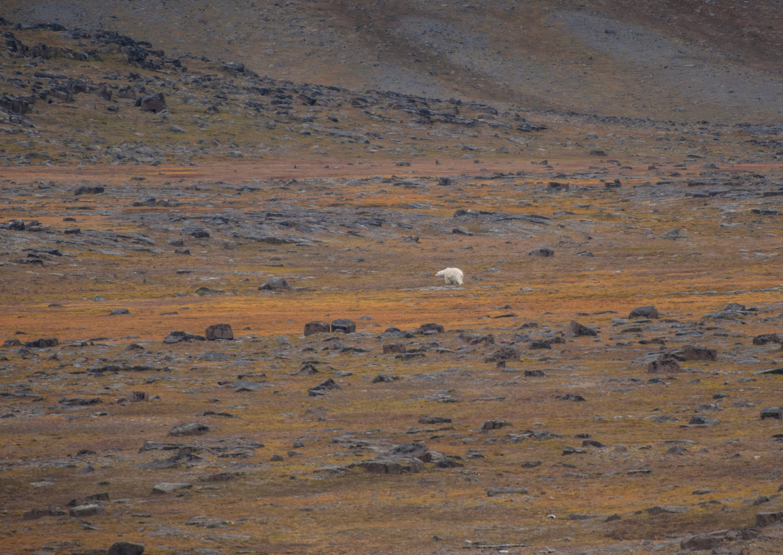 Tundra mit wanderndem Eisbär