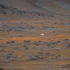 Tundra mit wanderndem Eisbär