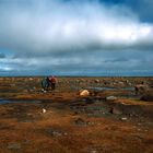 Tundra near Seal River Lodge - 1995 (1)