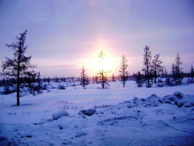 Tundra Siberiana