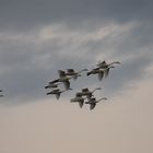 Tundra Swan Migration