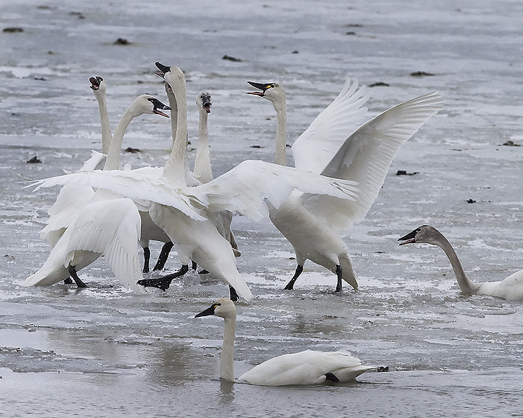 Tundra Swans