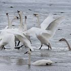 Tundra Swans