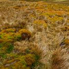 Tundra Vegetation