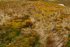 Tundra Vegetation