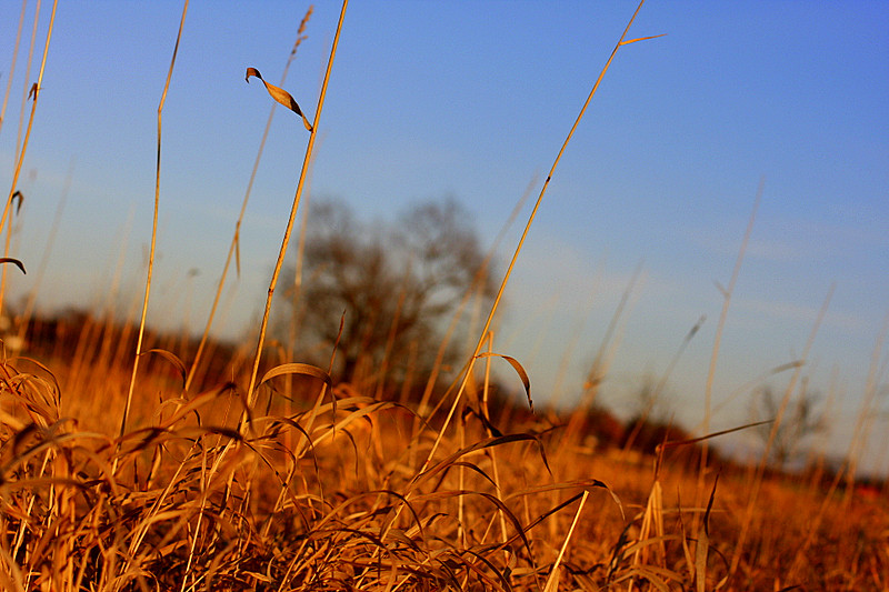 Tundra Westfalica