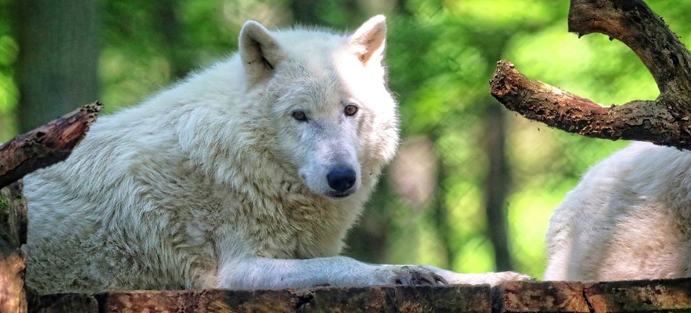 Tundra-Wolf