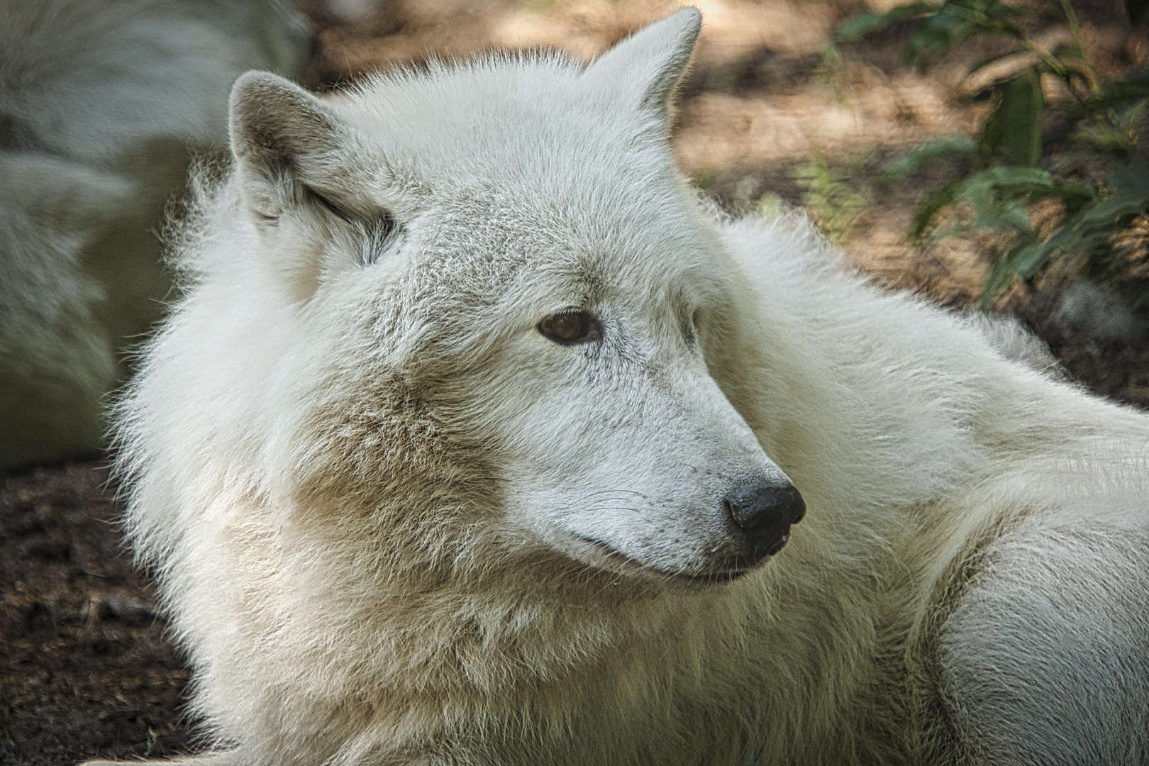 Tundra Wolf