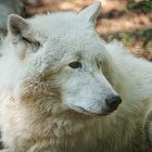 Tundra Wolf