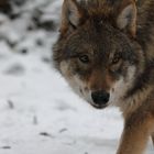 Tundra-Wolf