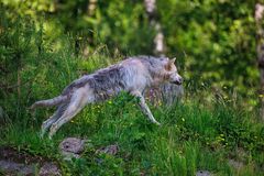 Tundra Wolf 