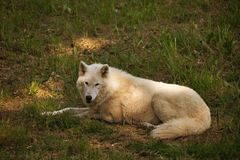 Tundra-Wolf 