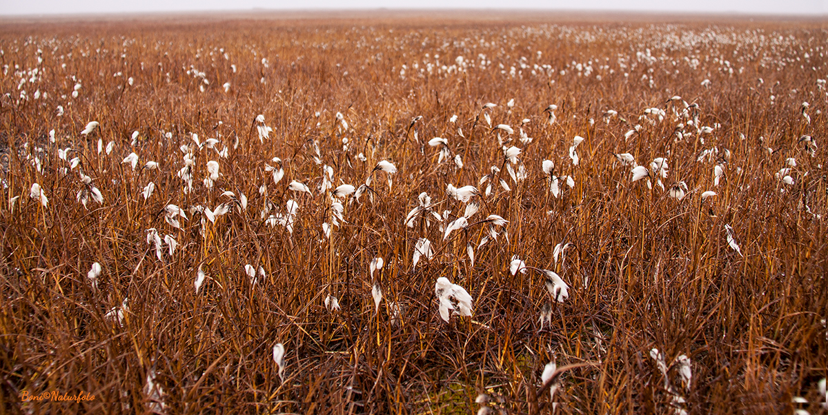 Tundra zwei Tage vor dem ersten Schnee