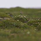 Tundra....der lange Weg zum guten