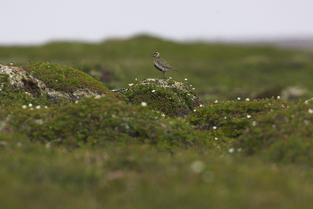 Tundra....der lange Weg zum guten