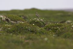 Tundra....der lange Weg zum guten