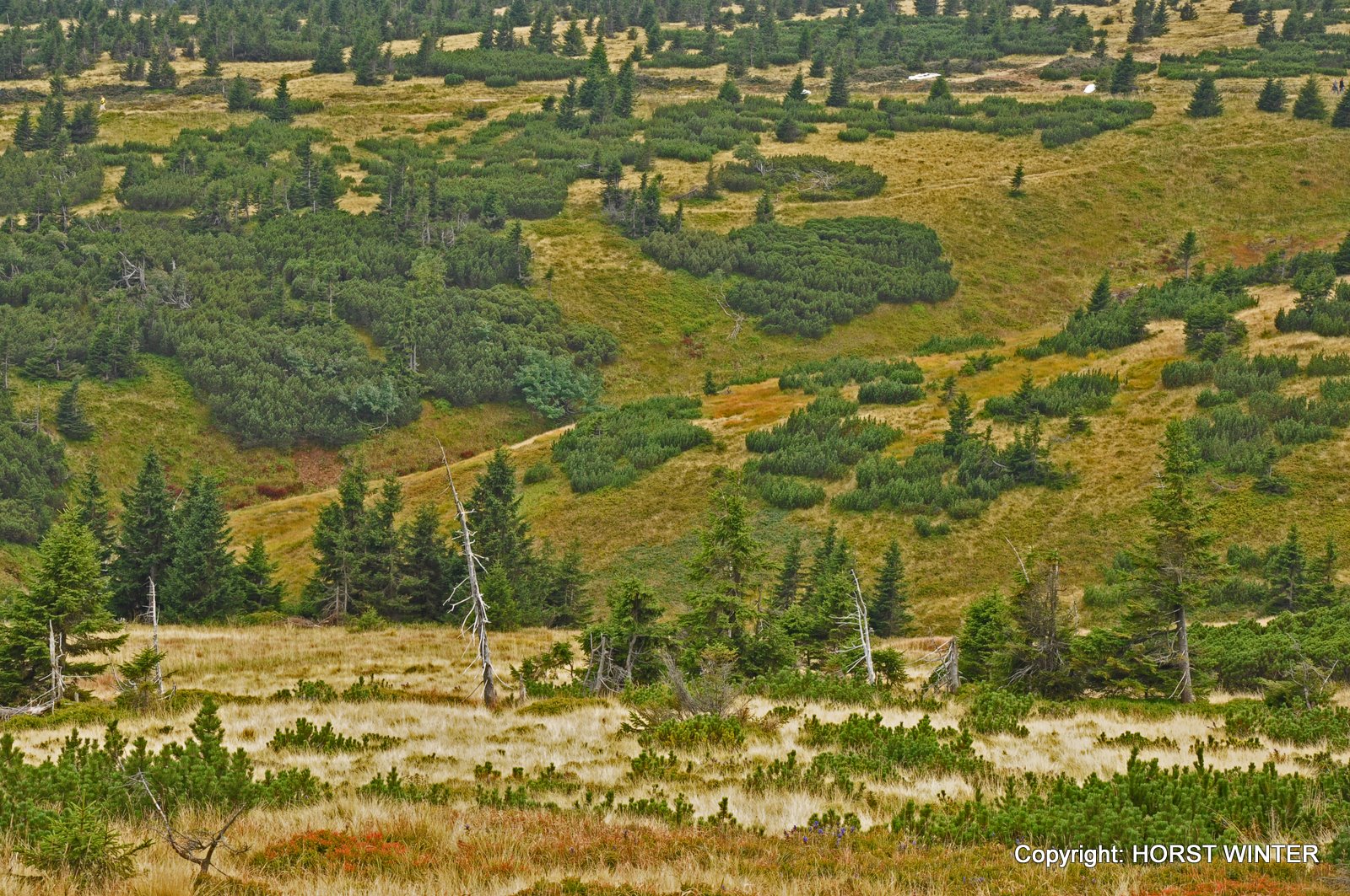 Tundralandschaft im Riesengebirge