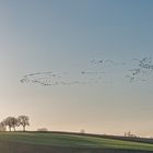 Tundrasaatgänse auf dem Weg zum Schlafplatz