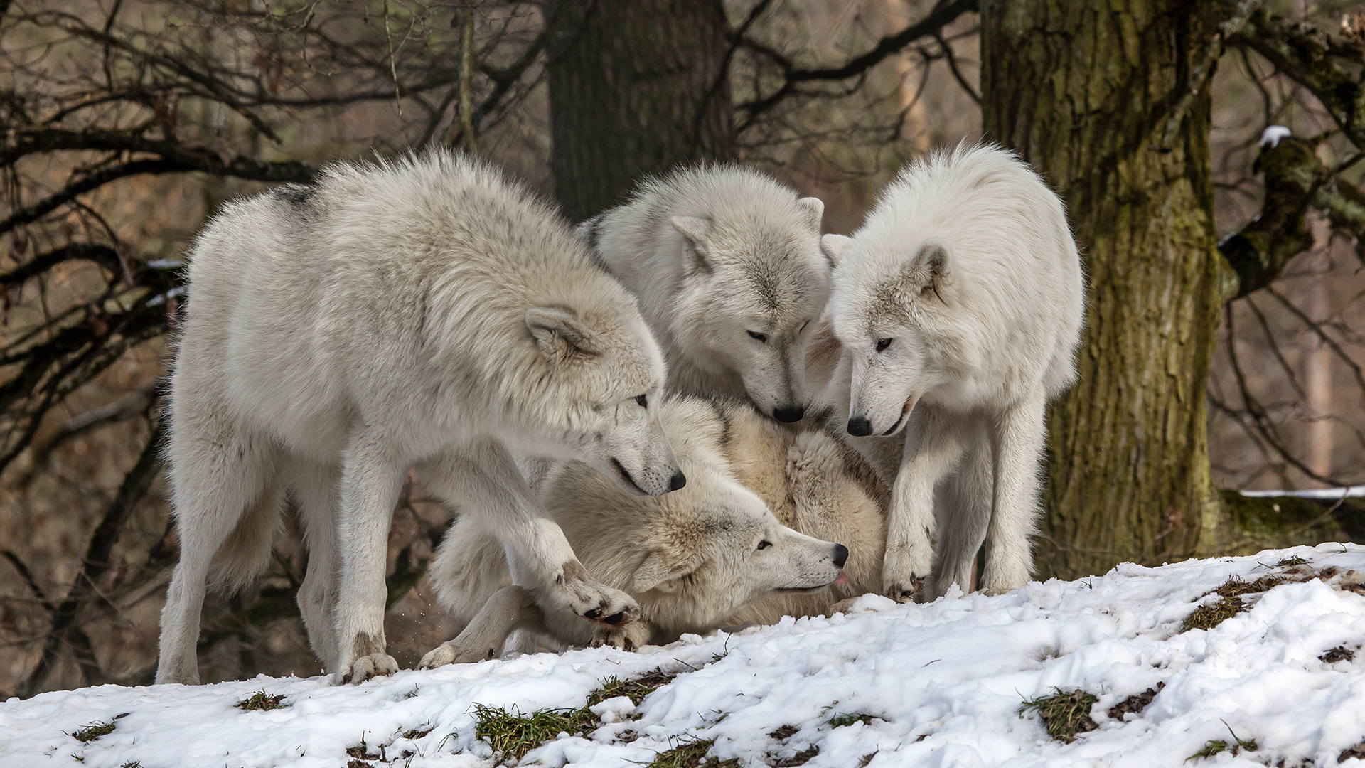 TUNDRAWÖLFE in der hessischen Taiga (2) Foto & Bild | tiere, zoo, wildpark & falknerei ...