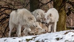 TUNDRAWÖLFE in der hessischen Taiga (2)