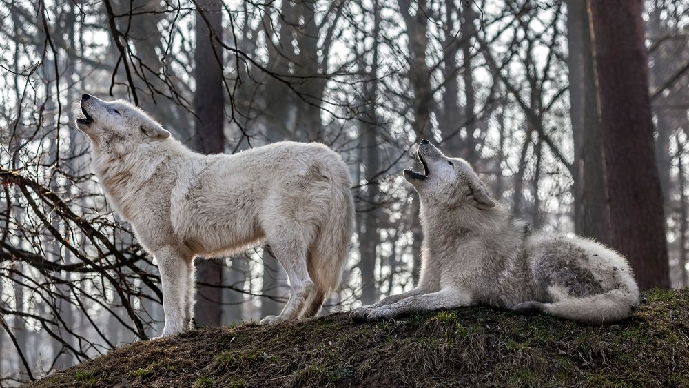 TUNDRAWÖLFE in der hessischen Taiga