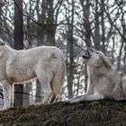 TUNDRAWÖLFE in der hessischen Taiga