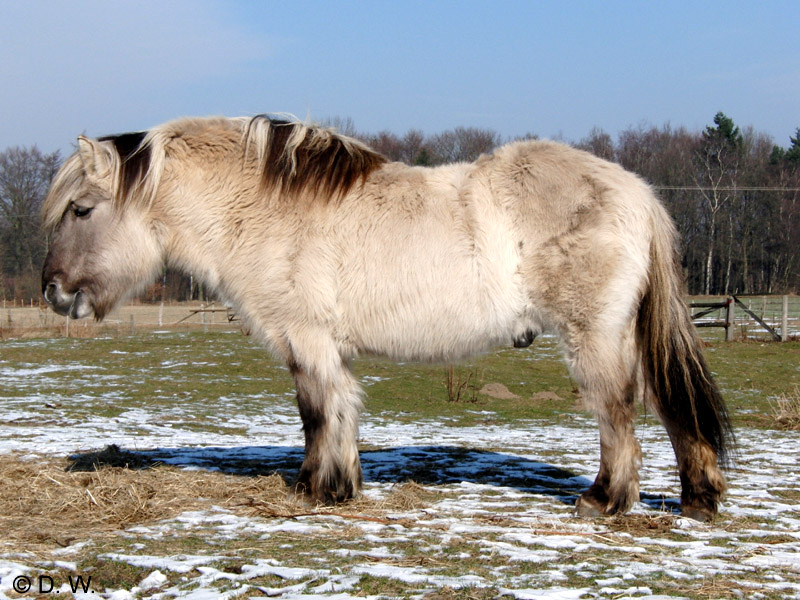 Tundrenpony