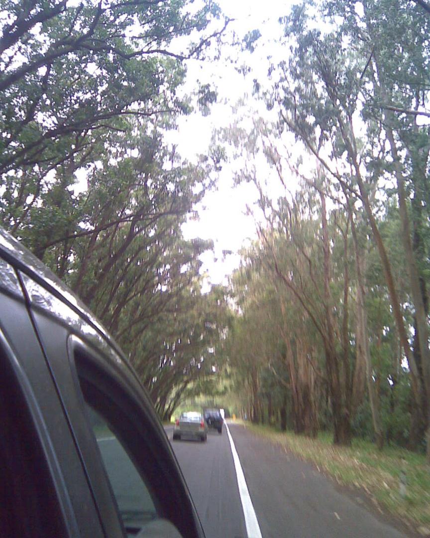 Túnel de árboles - Cidreira