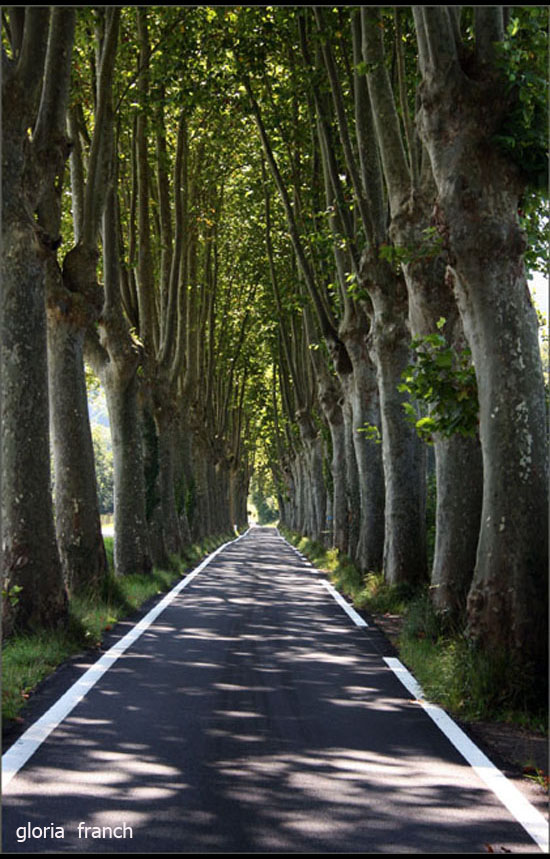 TUNEL DE ARBOLES