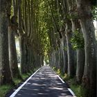 TUNEL DE ARBOLES