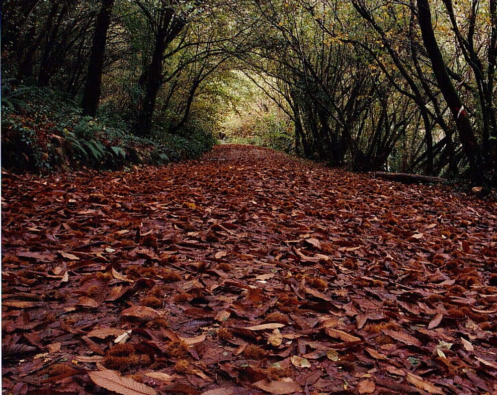 Túnel de otoño