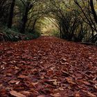 Túnel de otoño