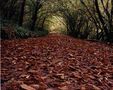 Túnel de otoño de sanmarcos 