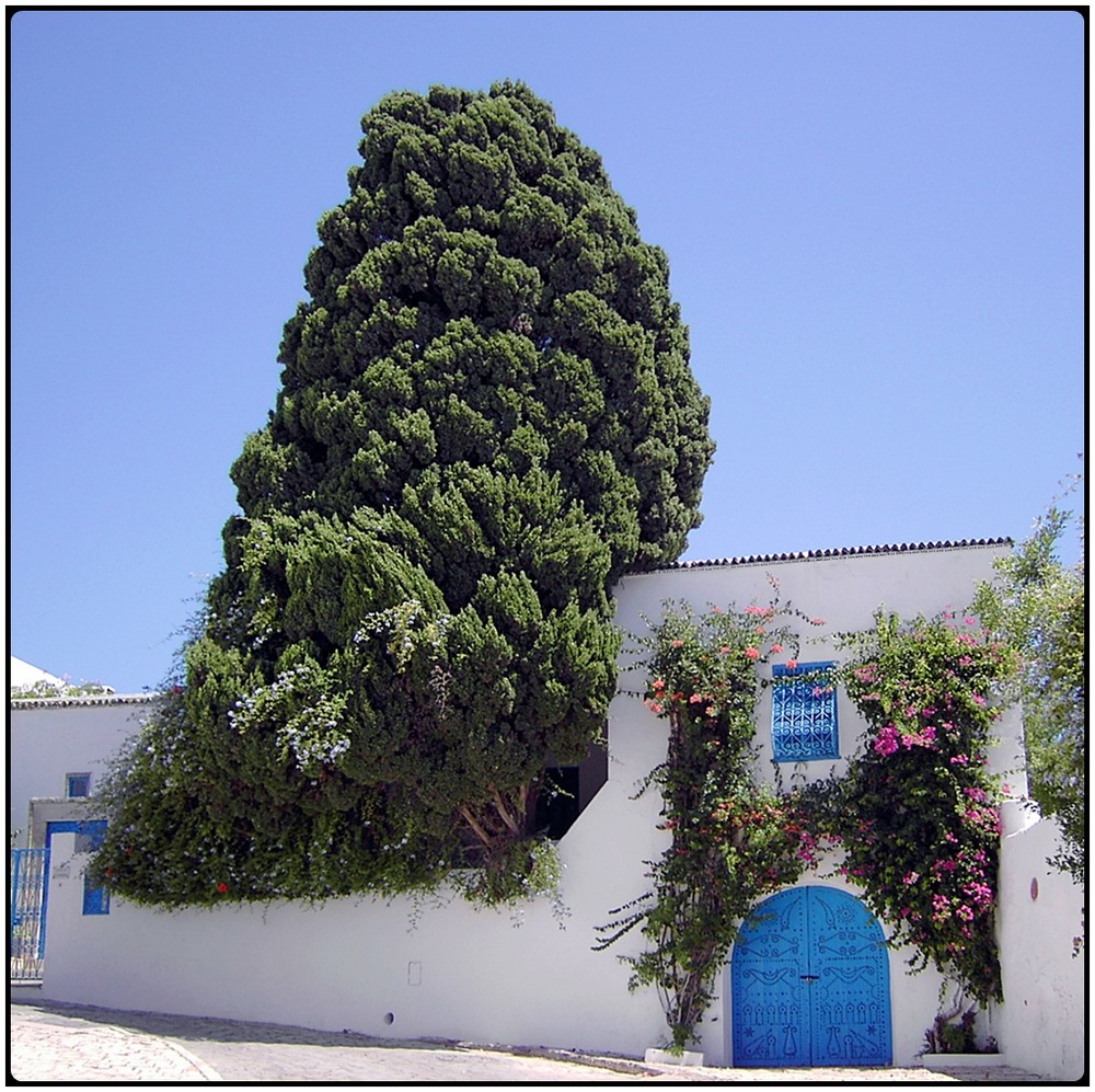 Tunesien 02 Fassade in Sidi Bou Said