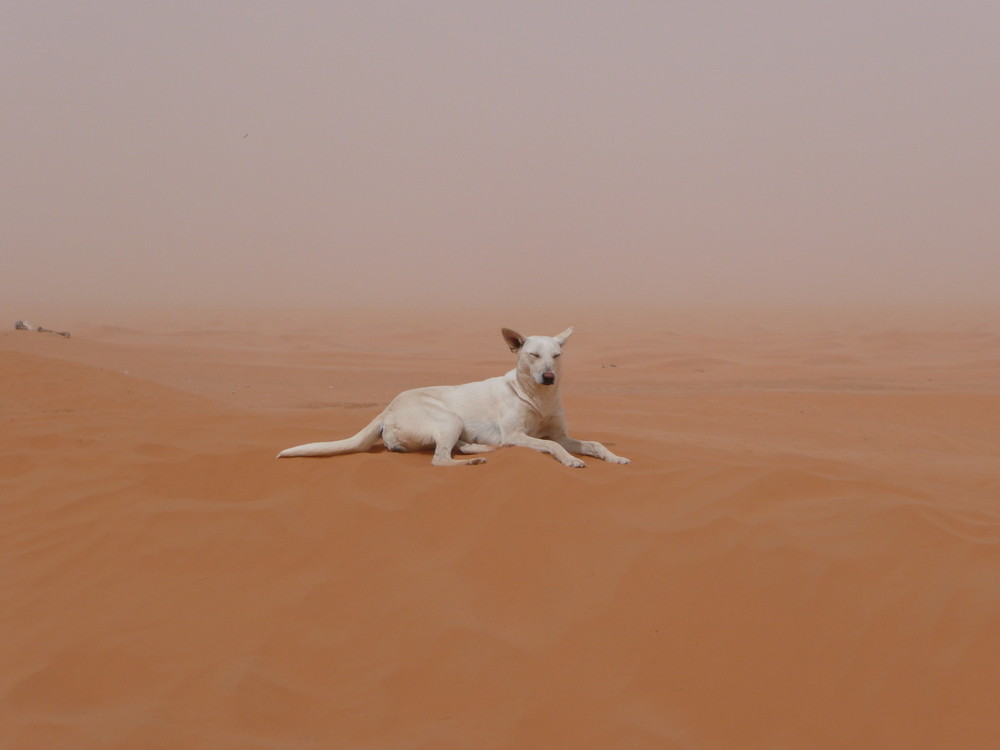 Tunesien 2008 Hund auf Düne, Sandsturm