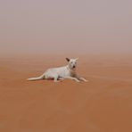 Tunesien 2008 Hund auf Düne, Sandsturm