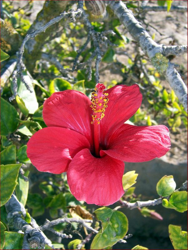 Tunesische Hibiskusblüte