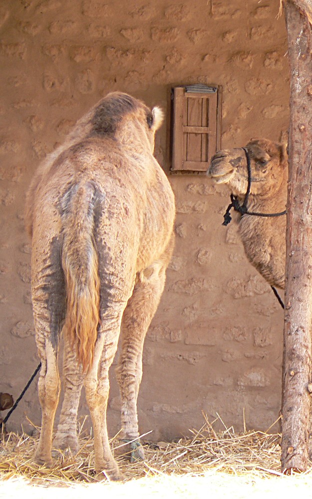 tunesische kamele-ton in ton