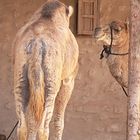 tunesische kamele-ton in ton