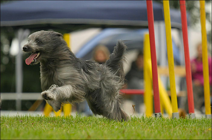 Tunier der Agility Flitzer in Salzgitter