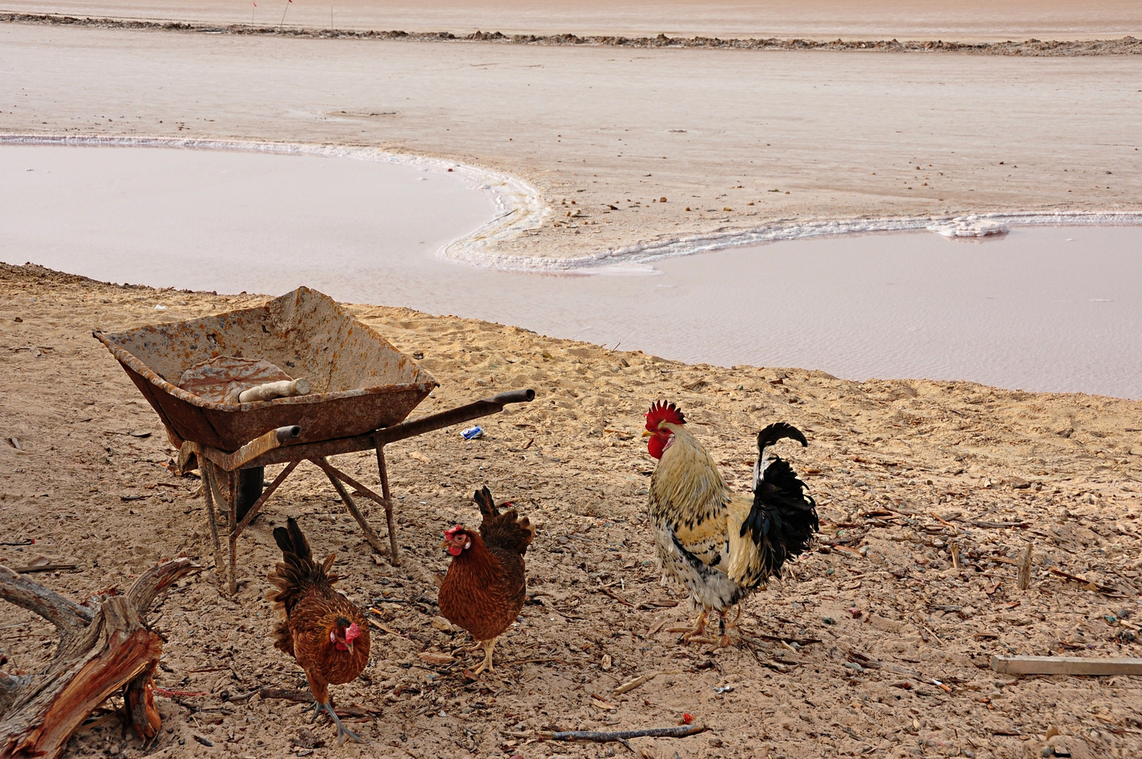 Tunisia: Alba sul Lago Salato