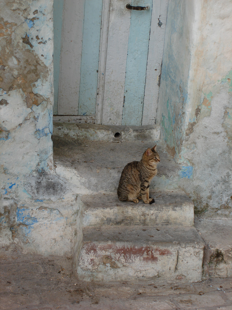 = TUNISIA = The Cat =