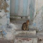 = TUNISIA = The Cat =