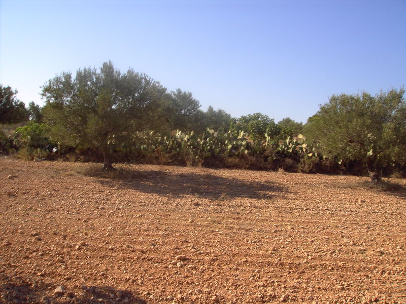 tunisie