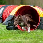 Tunnel - Agility